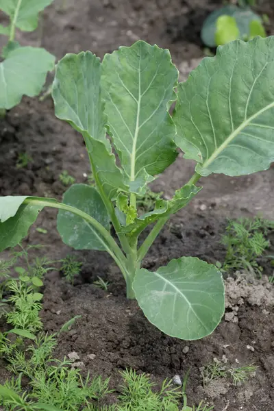 Sebze bahçesinde yetişen yeşil yapraklı genç bir lahana bitkisinin yakın çekimi. Görünür toprak ve çevresindeki filizlerle taze organik tarım kavramı. 