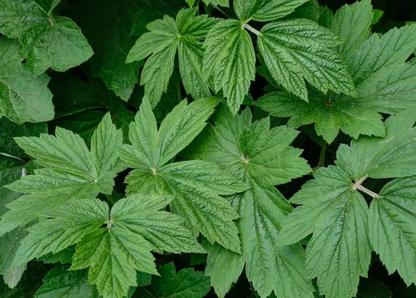 Dokulu palmiye yapraklarının yakın çekimi doğal bir model oluşturur. Bitkisel, ekolojik ya da mevsimsel tasarımlar için verimli arka plan ideali. 