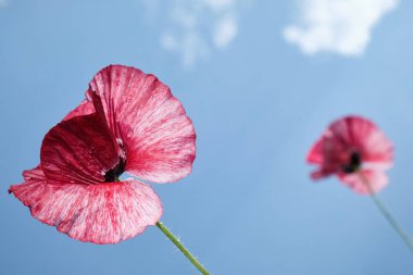 İki kırmızı gelincik çiçeğinin alçak açılı görüntüsü. Parlak mavi bir gökyüzüne konmuş taç yaprakları üzerinde yağmur damlaları. Fotokopi alanı ile taze, minimal yaz doğa kompozisyonu. 