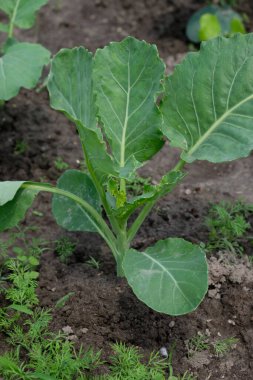 Yatakta lahana fidanı var. Yeşil yapraklı sebze sebze, sebze bahçesinde aktif büyüme aşamasında..