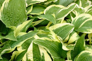 Yoğun bir bahçe ortamında sarı-yeşil desenli canlı hosta yapraklarının yakın çekimi. 