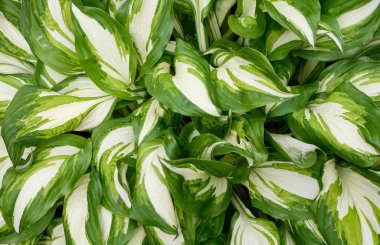 Yoğun beyaz ve yeşil hosta yaprakları kalın, grafik doğal desen oluşturur. 