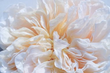 Çiçek açan şeftalili bir çiçeğin Macro çekimi narin katmanlı taçyapraklı David Austin çiçeği. 