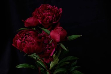 Koyu kırmızı şakayık demeti, yeşil yapraklı siyah kumaş. 