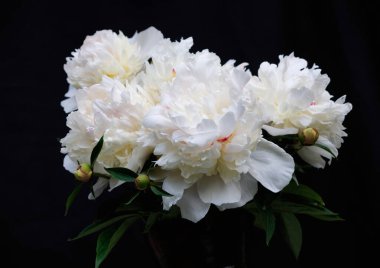 Koyu arkaplanda yeşil yaprakları olan beyaz şakayıklardan oluşan zarif bir buket. Yüksek çözünürlüklü stüdyo fotoğrafı. 