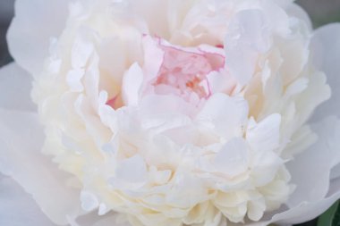 Merkezinde narin pembe renkleri olan beyaz şakayık çiçeğine yakın plan, doğal güzellikleri yakalıyor.. 