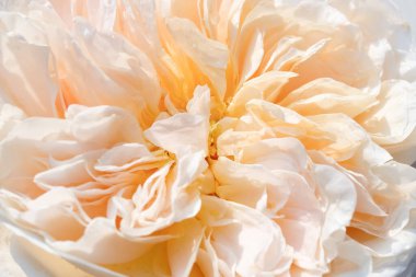 Yumuşak doğal ışıkta kaynamış şeftali rengi şakayık desenleri ve yumuşak tonlarını gösteren katmanlı taç yaprakları.