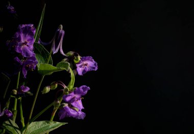 Koyu arkaplanda yeşil sapları ve yaprakları olan zarif mor çiçekler.. 