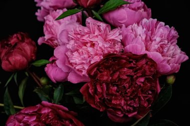 Renkli pembe ve koyu kırmızı şakayıklar dramatik bir siyah arkaplanda çiçek açıyor.