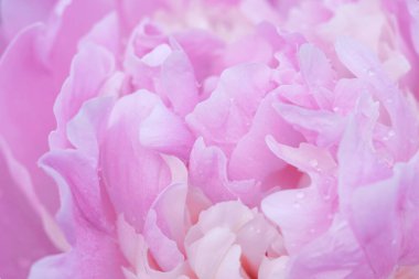 Yumuşak ışıklandırmalı ve desenli soluk pembe şakayık yapraklarının zarif yakın çekimi..