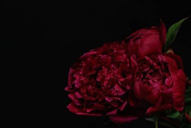 İki koyu kırmızı şakayık çiçeği, siyah arka planda çarpıcı bir şekilde parlıyor.. 