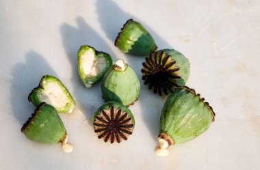 Yeşil haşhaş tohumu kabuklarının yakın plan çekimi. İçini ortaya çıkarmak için biraz dilimlenmiş ve lateks dışarı sızmış. Açık mermer bir yüzeyde gölgelerle çekilmiş.. 