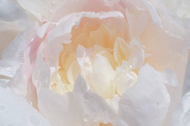 Yumuşak beyaz şakayık çiçeğine yakın çekim. Hassas katmanlı taç yaprakları ve hafif ışıklandırmayla. Geçmişi, çiçekli tasarımı ve romantik temalar için mükemmel.. 