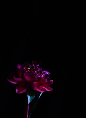 Karamsar düşük ışıkta siyah arka planda tek bir kırmızı çiçek. Zarif ve dramatik botanik konsepti. Koyu renk çiçek. 