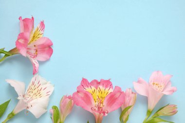 Mavi pastel arka plan üzerinde pembe ve beyaz alstroemeria çiçekleri metin veya mevsimsel tasarımlar için boş telif alanı. 