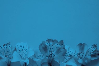 Katı mavi arkaplanda mavi tek renkli Alstroemeria çiçeklerinin dijital olarak renklendirilmiş görüntüsü. Gelecekçi ve asgari tasarım. 