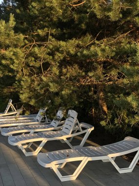 Sıcak gün batımında çam ağaçlarının altında düzenlenmiş boş beyaz şezlonglar grubu. Doğada huzurlu bir rahatlama bölgesi.
