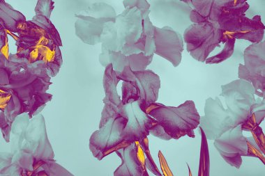 Mor ve sarı tonlarında biçimlendirilmiş çiçekler yumuşak mavi bir arkaplan üzerinde dijital filtre ile modern bir sanatsal çiçek tasarımı yaratıyor.. 