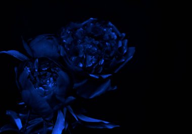 Derinlemesine kontrast ve minimalist estetiğe sahip maviler içindeki şakayıkların soyut bir görüntüsü kapak tasarımları ve modern posterlerle popüler olabilir..