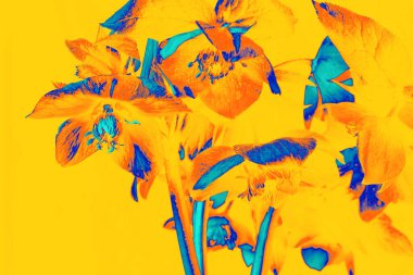 Sarı, turuncu ve mavi tonlarda çiçeklerin cesur dijital çizimleri. 