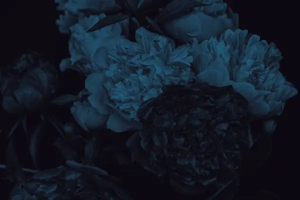 Sanatsal yakın plan şakayıklar koyu mavi tonlarda dramatik ışıklandırma ve dijital düzenleme.