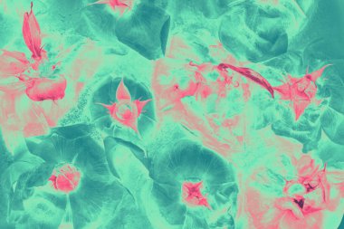 Canlı turkuaz ve pembe tonlarda soyut donmuş çiçekler. Canlı turkuazda donmuş çiçeklerin sanatsal bileşimi ve yüksek kontrast dijital işleme sahip pembe gölgeler.. 