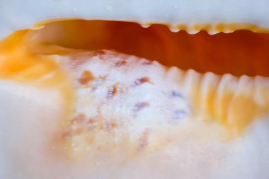 Yumuşak desenli portakal kabuğunun yakın çekimi. Turuncu ve krem rengi deniz kabuğunun makro görüntüsü. Hassas doğal yüzey ve dokular. 