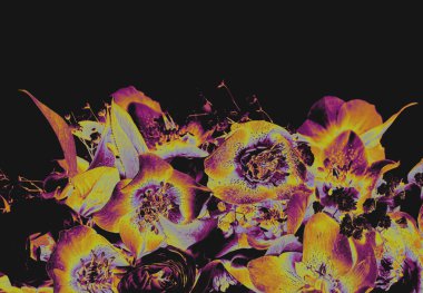 Siyah bir zemin üzerinde mor ve sarı tonlarda çiçek açan canlı dijital sanat, modern çiçek kompozisyonu.