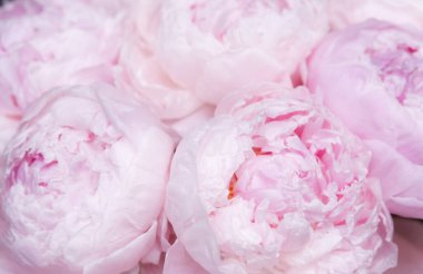 Canlı Pembe Şakayıklar Tam Çiçek Makro Manzarası. Çiçek açan gür pembe şakayık çiçekleri, lüks, güzellik ve kutlama temalı projeler için ideal zengin desen.. 