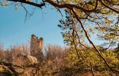 Karpatlar 'daki Dovbush Kayalıkları' nın engebeli taş oluşumları, ön planda çam dalları ve açık mavi bir gökyüzü görüldüğü resim manzarası. Sıcak gün ışığı dokuları ve renkleri güçlendirir. Boşluğu kopyala