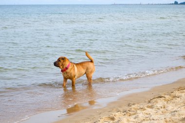 Kırmızı yakalı kahverengi bir köpek, deniz kıyısındaki ıslak kumda dururken sakin dalgalardan zevk alır. arkaplan açık su ve yumuşak gökyüzü içerir, metin için kopyalama alanı vardır. Doğal ışık, canlı yaz havası..
