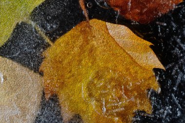 Sarı-kahverengi sonbahar akçaağaç yaprağının, şeffaf buza sıkışmış hali. Kristaller ve kabarcıklar ilginç doku, görünür damarlar ve soğuk ayrıntılar yaratır. Sanatsal mevsimsel kompozisyon