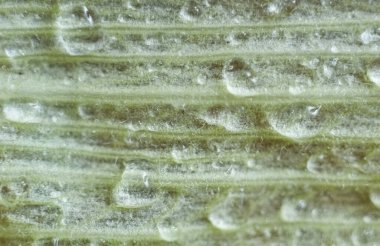 Su damlacıklarıyla kaplı soluk yeşil bir yaprağın makro görüntüsü, yatay yön, hassas doku, belirgin damarlar, yumuşak ışık, doğal nem etkisi. 