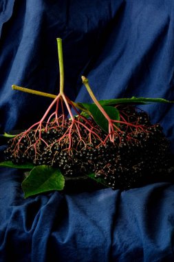 Yeşil yapraklı ve kırmızı saplı taze siyah mürver sürüsü koyu mavi kumaş arka planda, zengin kontrast ve doğal doku, dikey bileşim. 