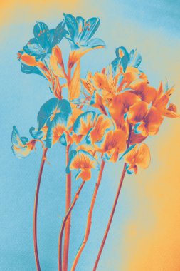 Cyan and orange creative flower art, blooming bouquet illustration with high-contrast gradient, pastel digital effect, artistic and surreal botanical mix. 