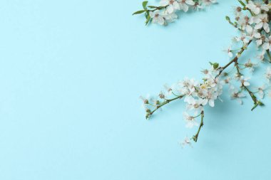 Mavi arka planda beyaz bahar kiraz çiçekleri