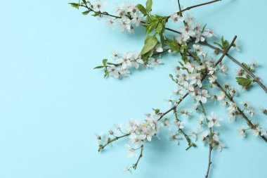 Renkli arka planda güzel çiçek açan kiraz ağacı