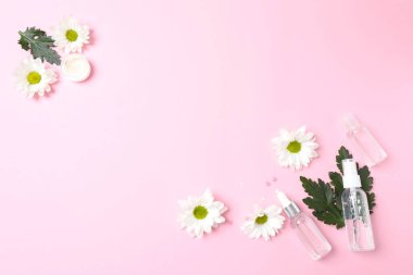 Taze papatya çiçekleri ve renk arkaplanındaki yapraklarla düz konum