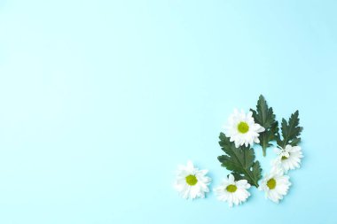 mavi arka plan üzerinde papatya çiçeği