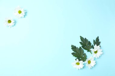 mavi bir arka plan üzerinde papatya çiçeği