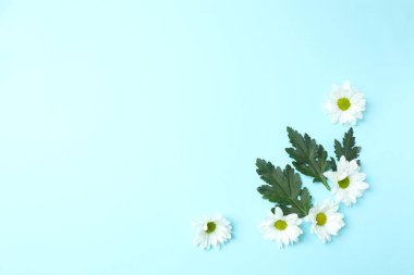 Mavi arka planda beyaz papatyalar.