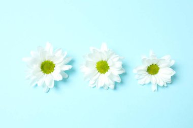 Renkli arkaplanda güzel papatya çiçekleri