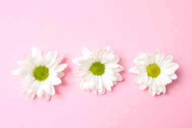 Pembe arka planda pembe papatya çiçekleri