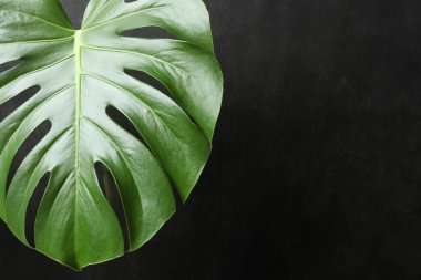 Beyaz arkaplanda kopyalanmış tropikal yapraklar ve canavarlar