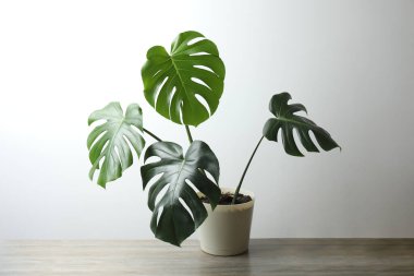 Masadaki canavar bitkisi.