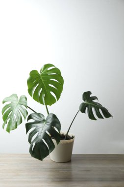 Aydınlık arkaplanlı ev bitkisi