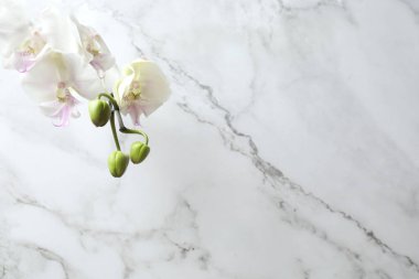 Beyaz mermer arka planda güzel orkide çiçekleri