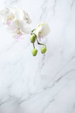 Beyaz mermer arka planda mermer çiçekler
