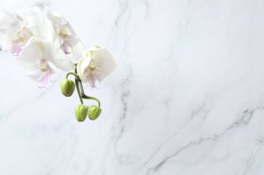 Beyaz mermer arka planda güzel bir orkide çiçeği