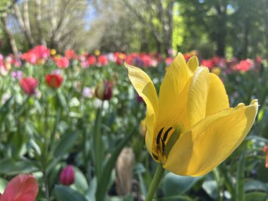 Bahçedeki renkli çiçekler.